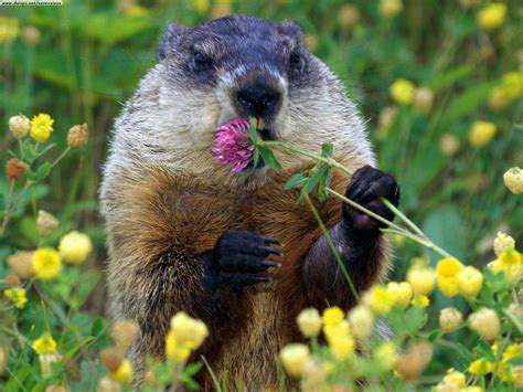 9 Marmots You Should Be Aware Of | Groundhog pictures, Animals, Happy ...