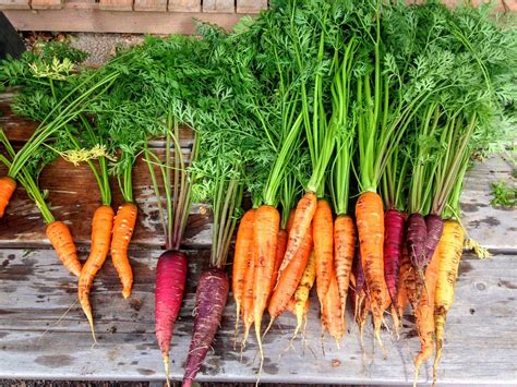 Carrot Varieties: What Are the Most Popular Varieties of Carrot ...