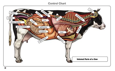 Montessori Materials: Internal Parts of a Cow Puzzle