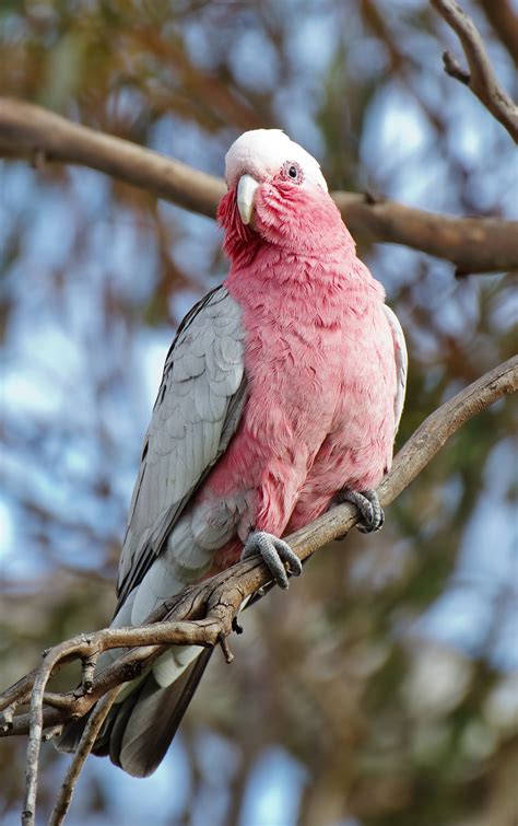 Galah - Wikipedia