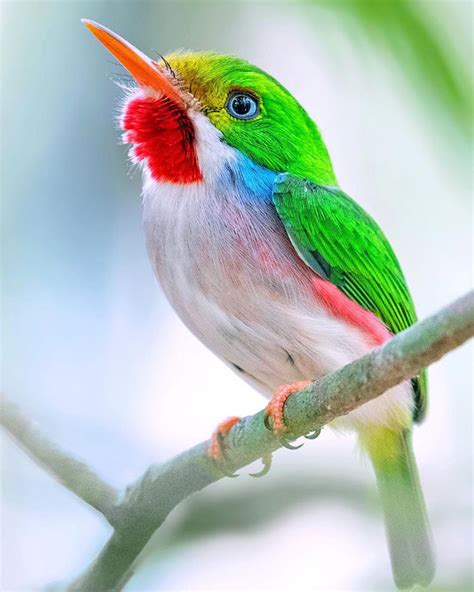 Cuban Tody: Hummingbird-Sized Jewel Of The Caribbean