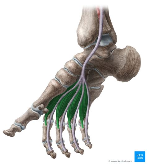 Lumbricals of foot: Attachments, innervation and action | Kenhub