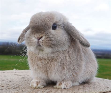 Giant French Lop Rabbits | P1050427_edited-1 | Bunny Bunny Bunn Bunn | Pinterest | French lop ...