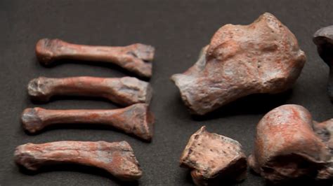 Red Lady of Paviland: Campaign to return 33,000-year-old human skeleton to Swansea | ITV News Wales