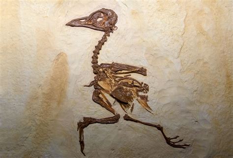 Bird Fossils