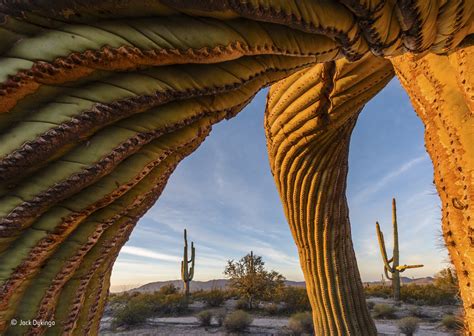 The Most Stunning Wildlife Photos of 2017 Are Here And Holy Crap ...