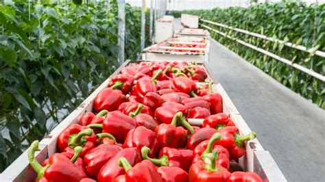 Scientists Working to Build Better Peppers - Greenhouse Grower