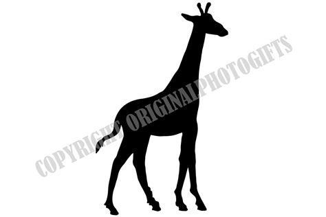 Giraffe 4 Giraffe Svg Giraffe Silhouette Giraffe Png - Etsy