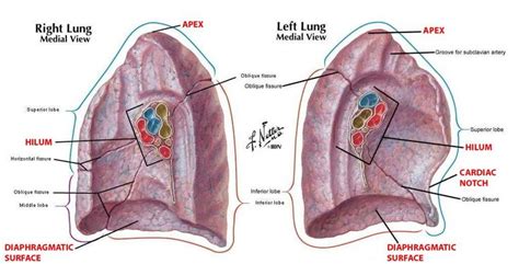 difference between root and hilum of lung - Google Search | Anatomy and Physiology | Pinterest ...