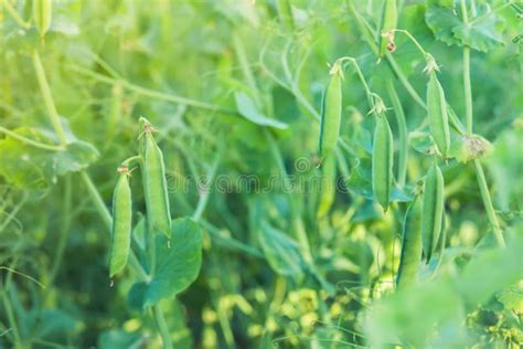 Peas on farm field stock photo. Image of background - 100585860