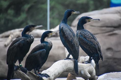 White-breasted cormorant - Cincinnati Zoo & Botanical Garden