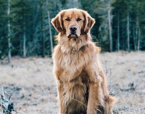 How to Keep Your Golden Retriever's Skin and Coat Healthy - The Farmer's Dog