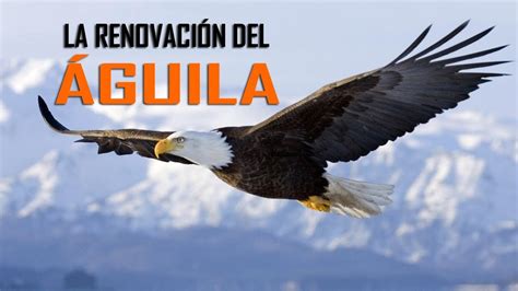 LA RENOVACIÓN DEL ÁGUILA - YouTube