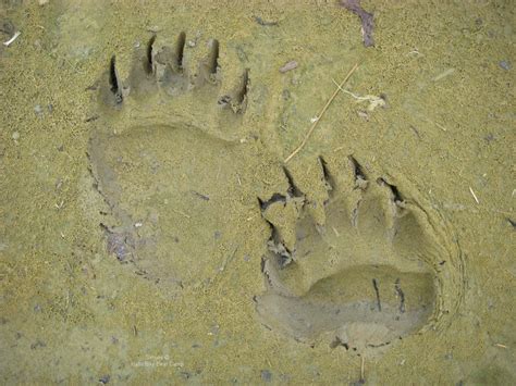 Bears at Hallo Bay: Bear Paw Prints + Did You Know?