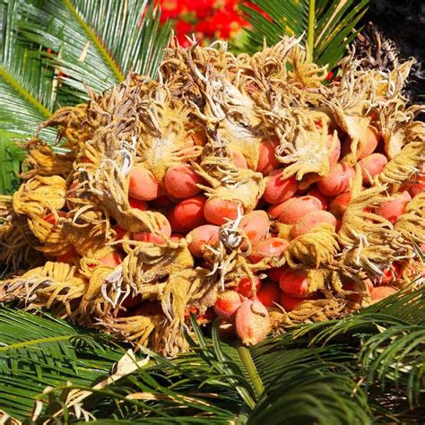 Cycas Revoluta Seeds