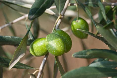 Best Fruit Unripe Beauty In Nature Beautiful Stock Photos, Pictures ...