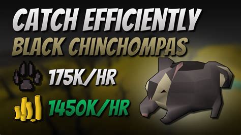 Catch Black Chinchompas Efficiently [175K EXP | 1450K GP/Hr] - YouTube