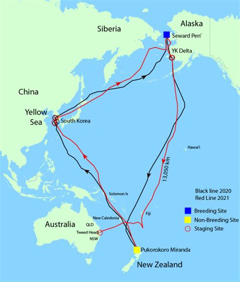 Bar Tailed Godwit Migration