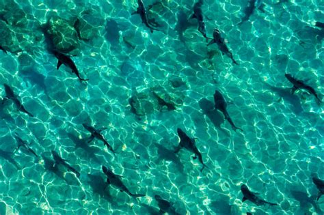 Thousands of sharks migrate off Florida videos - Strange Sounds