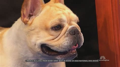 French Bulldog From Bixby Wins 'Best In Show' At 2022 National Dog Show