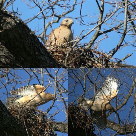 A Broad winged Hawk in her nest | Animals, Birds, Bird