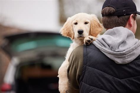 2020 Pet Insurance Guide - What to Know - Insurance Quotes