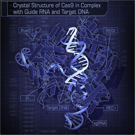 The almighty CRISPR-Cas9 technology: How does it work?