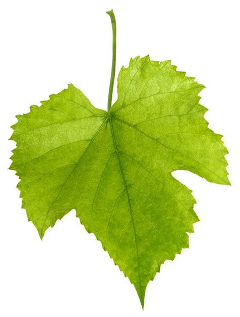 Grape leaf | Recipes Wiki | Fandom