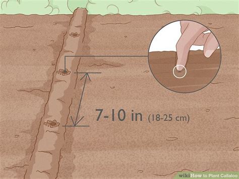 How to Plant Callaloo in Your Garden (with Pictures) - wikiHow