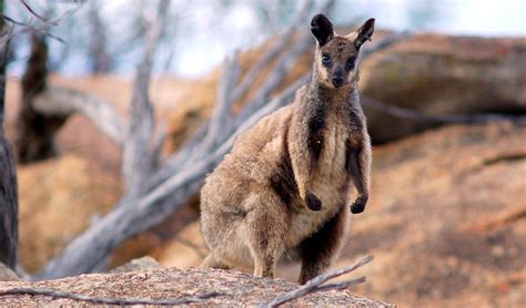 Bright future for endangered rock wallabies - Australian Geographic