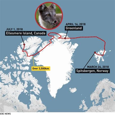 A young fox makes record trip from Norway to Canada – RCI | English