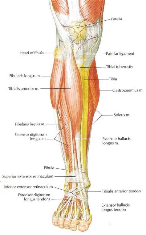 Reverse Magazine: It's A Game of Feet | Muscle anatomy, Leg anatomy, Human body anatomy