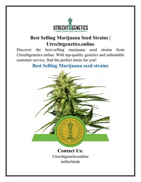 PPT - Best Selling Marijuana Seed Strains | Utrechtgenetics.online PowerPoint Presentation - ID ...