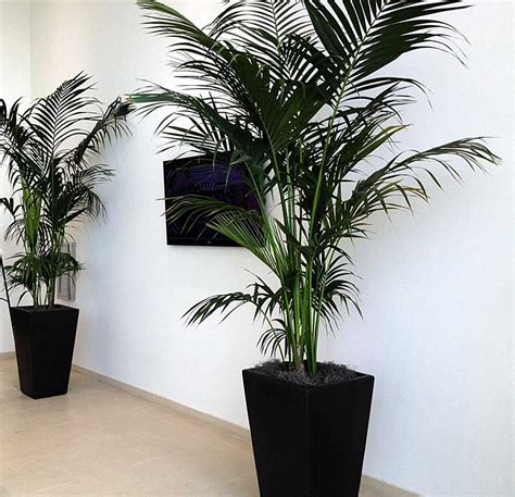 commercial-lobby - Professional Plants