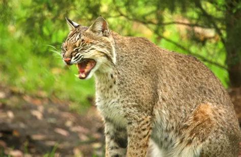 Bobcat - Description, Habitat, Image, Diet, and Interesting Facts