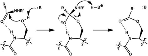 Protease Enzyme Structure