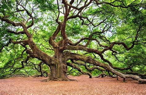 The Timeless Oak: Symbolism and Significance Through the Ages - Symbol Sage