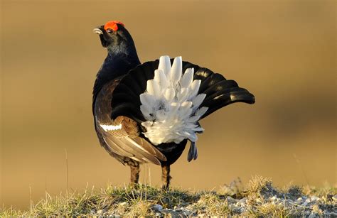 Gary Jones Wildlife Photography: Black Grouse