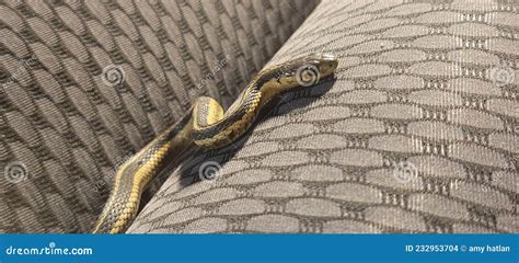 A slithering snake stock photo. Image of frog, lizard - 232953704