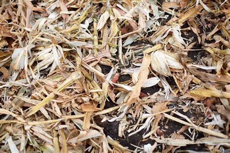 Separating Seeds From Chaff: What Is Chaff And How To Get Rid Of It | Gardening Know How