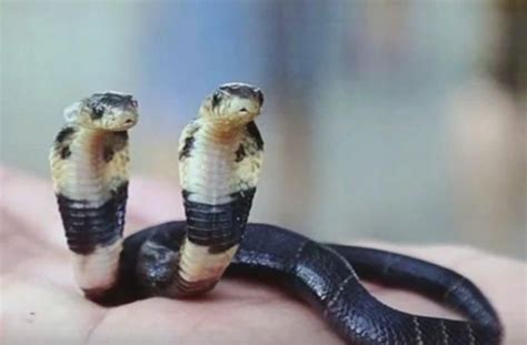 Discovery - Official Site | Baby snakes, Cobra snake, Baby cobra