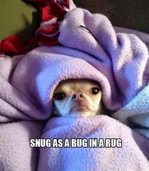 Picture - Snug as a bug in a rug - Viral Viral Videos