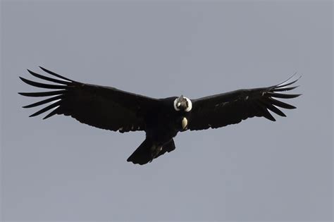 Iconic wildlife of Patagonia: The Andean Condor - Leona Amarga ...