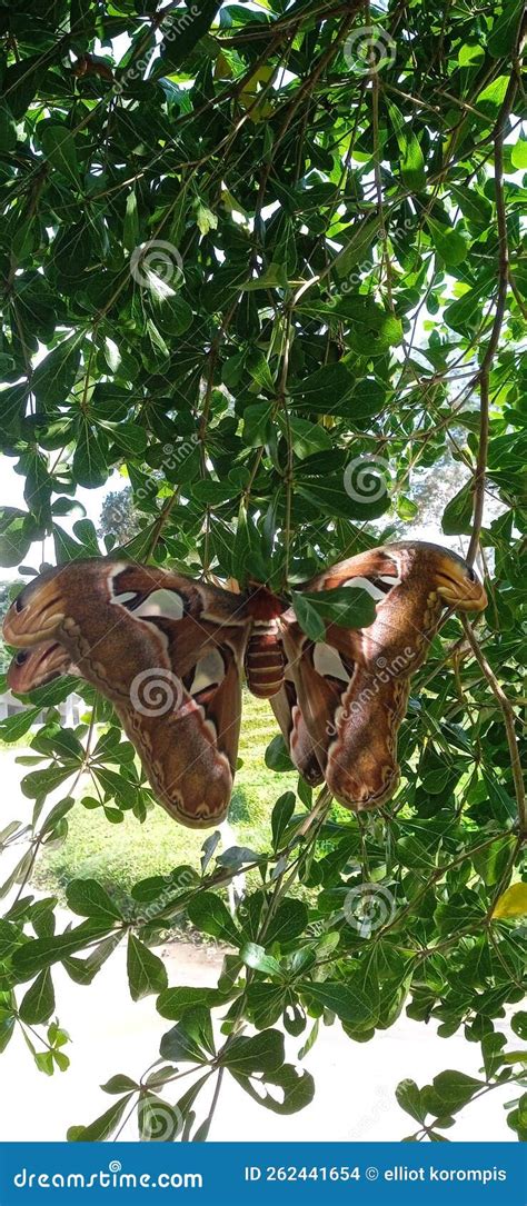 Papillon Butterfly stock photo. Image of papillon, butterfly - 262441654