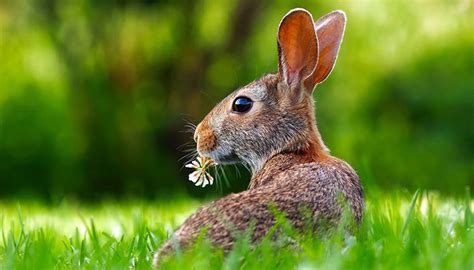 List of Lucky Animals to Bring Good Fortune at the Card Table