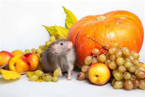 Can Pet Rats Eat Grapes? » Petsoid