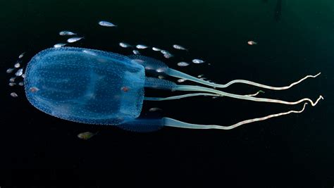 The Most Dangerous Jellyfish On The Planet