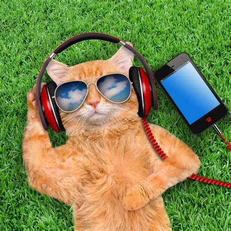 Cat headphones wearing sunglasses relaxing in the grass 1000x1000https://ift.tt/2YQLWuZ | Cat ...