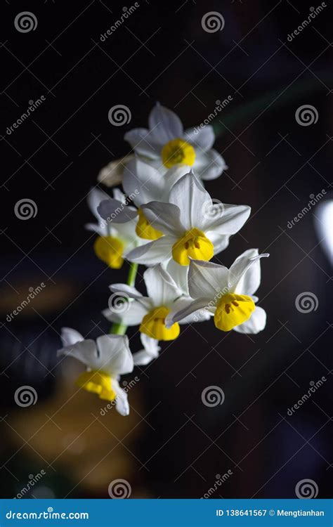 Narcissus Flower Arrangement Stock Image - Image of chinensis, extracted: 138641567