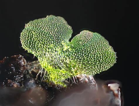 Macrophotography of fern gametophytes using a DIY focus stacking system — Biomaker.org